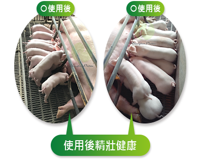 使用後精壯健康