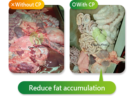 Reduce fat accumulation