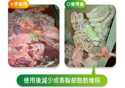 使用後減少成畜腹部脂肪堆積